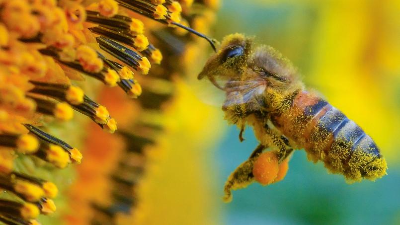 72,2% des espèces végétales cultivées pour l'alimentation humaine sont dépendantes de l'action des abeilles