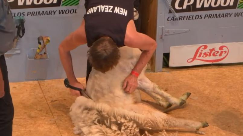 concours de tonte de moutons concours de tonte de moutons