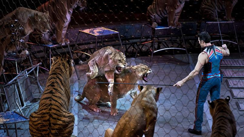 L Irlande Interdit Aux Cirques De Travailler Avec Des Animaux Sauvages