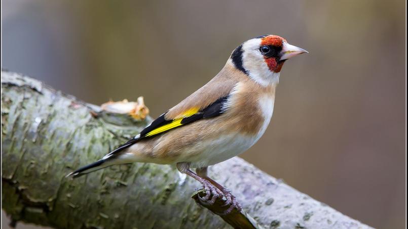 Oiseaux Des Jardins Comment Enrayer Leur Déclin