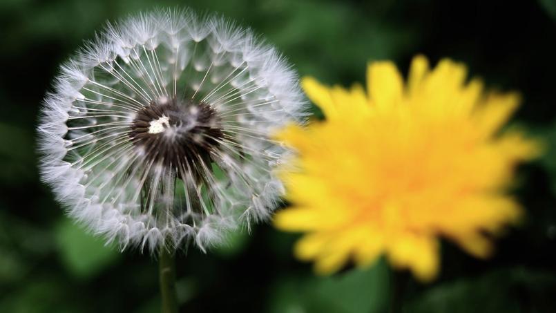 Le Pissenlit La Fleur Qui Detrempe Les Lits