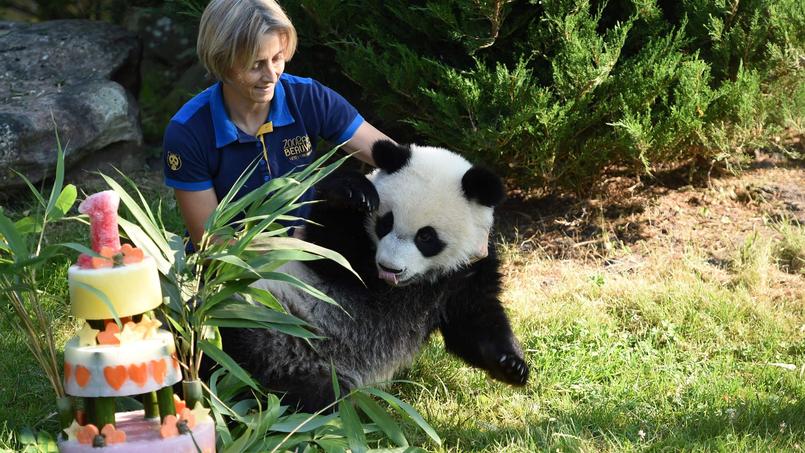 Le Bebe Panda Du Zoo De Beauval A 1 An Et Il Pese Deja 30 Kg