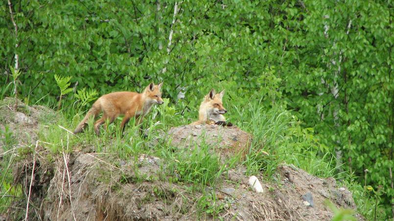 Les Renards Mangent Volontiers Des Chatons