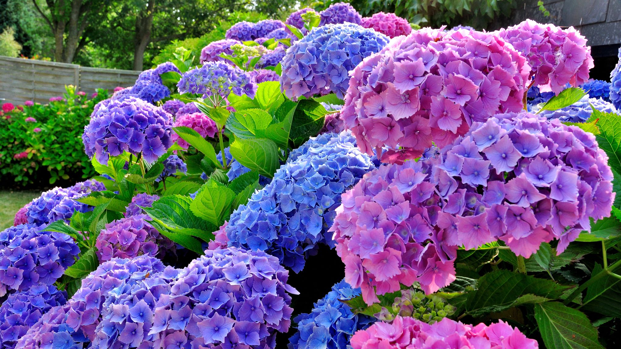 Hortensias Comment Les Faire Bleuir A Coup Sur