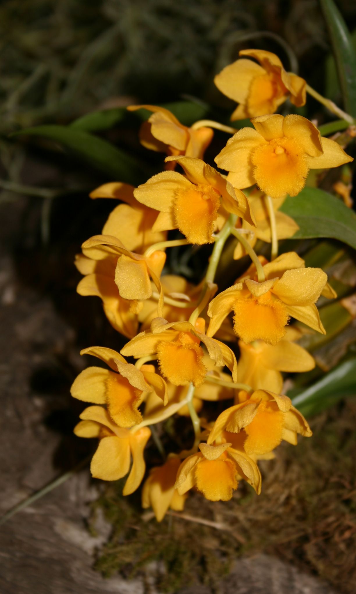 Orchidee Dendrobium Comment La Faire Refleurir