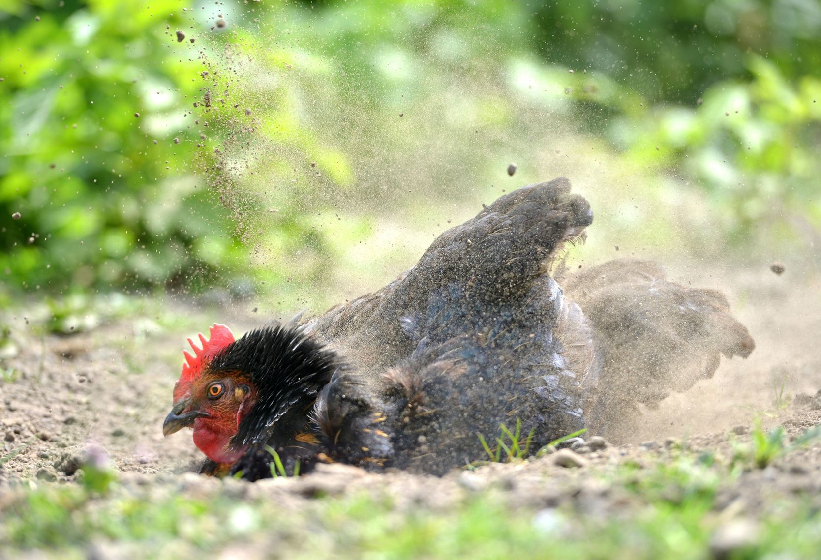 Et Si On élevait Des Poules Au Jardin