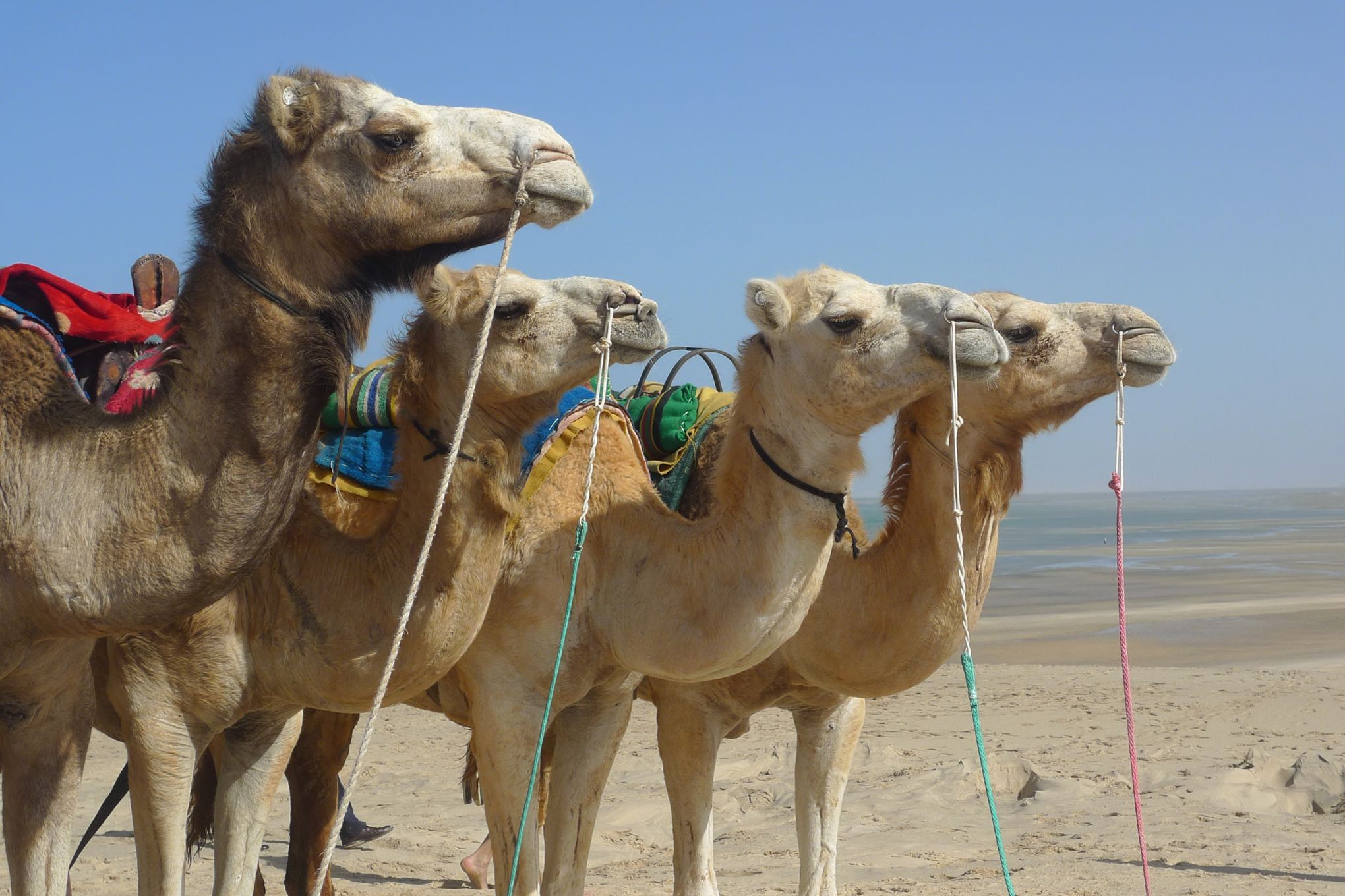 Dakhla La Petite Essaouira Aux Portes Du Desert