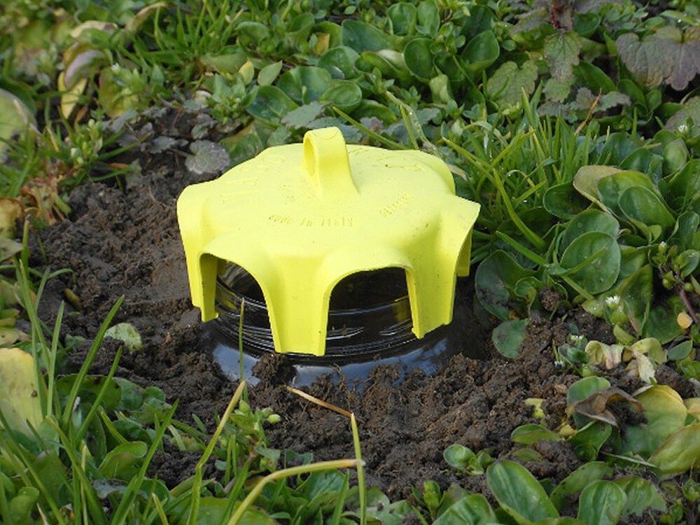 Pièges À Limaces Fait Maison À Base De Bière | Ventana Blog