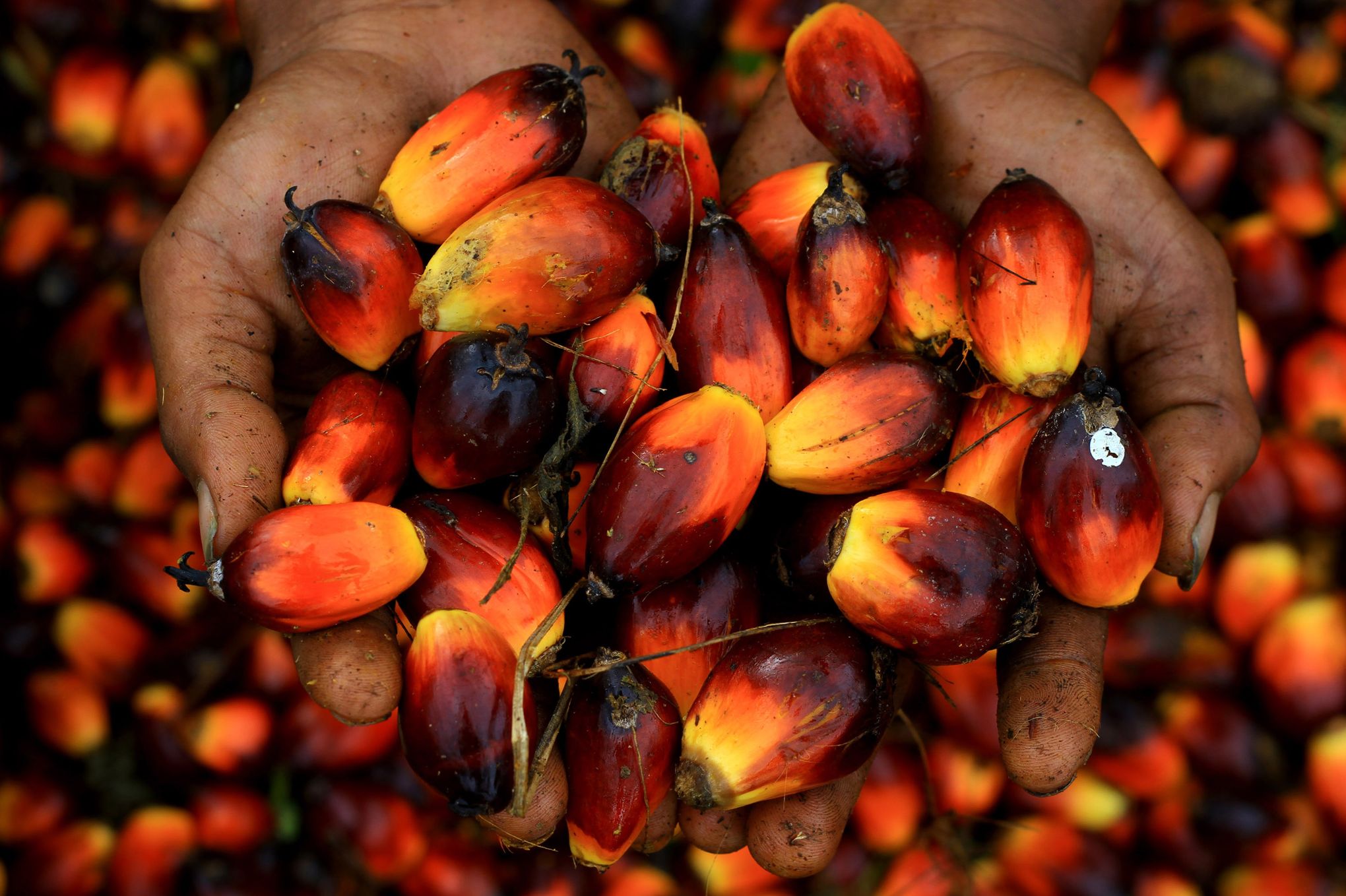 De quoi l'huile de palme est-elle coupable ?