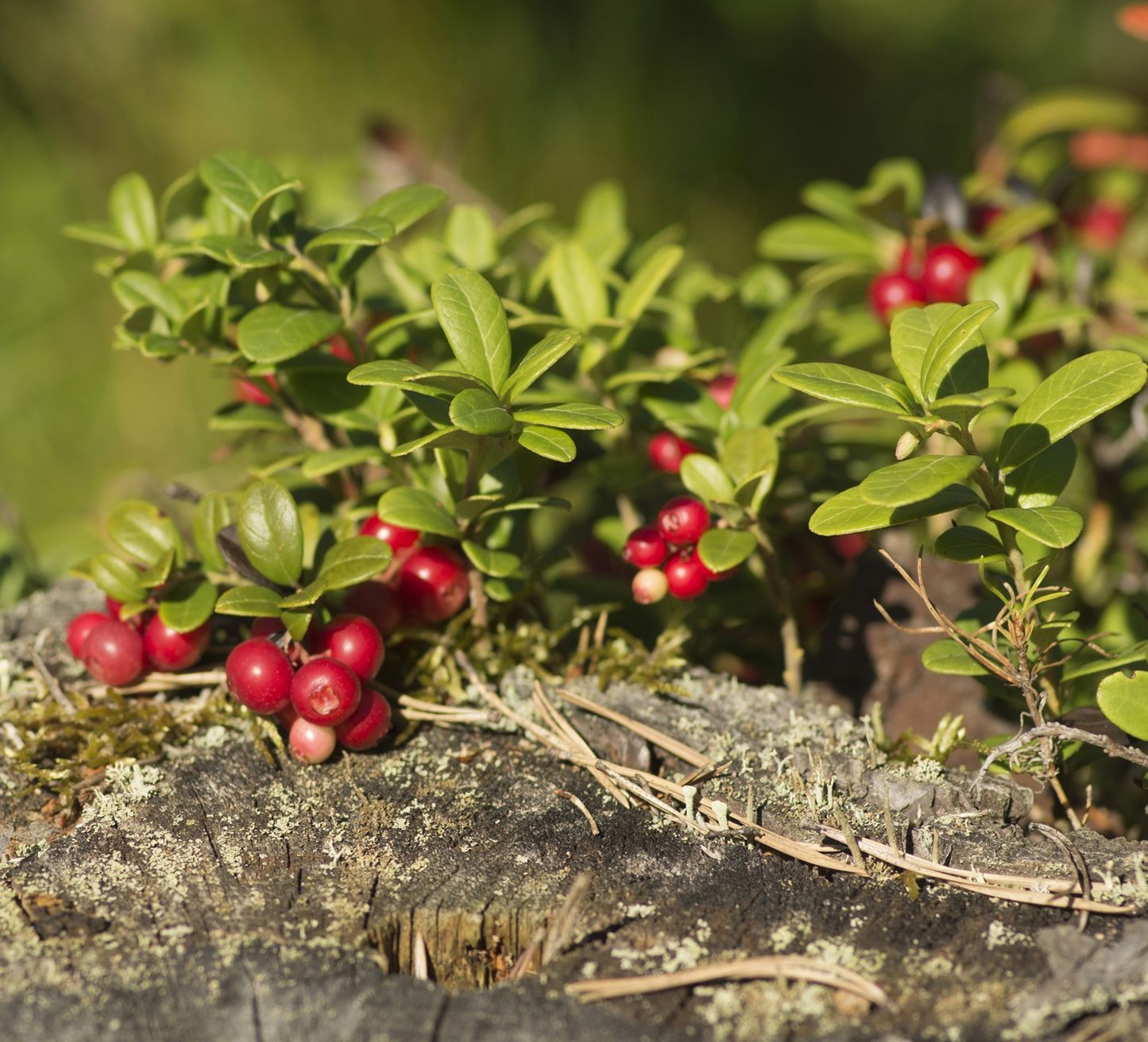 Cranberry : planter et cultiver – PagesJaunes