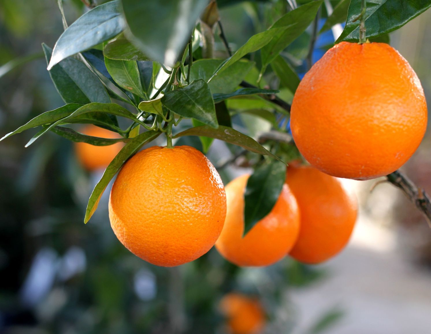 Housse pour votre citronnier, oranger, agrumes un abri pour les protéger en  hiver dans votre jardin contre le gel