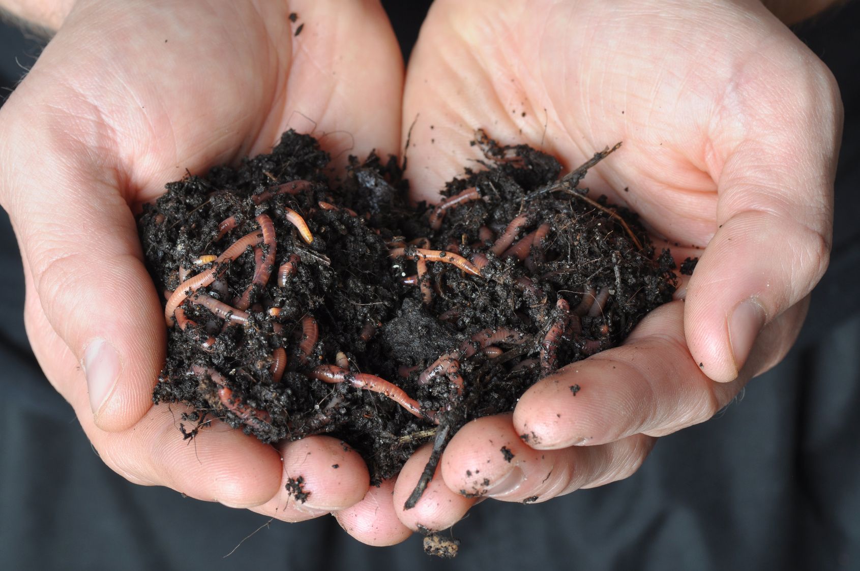 Compost : comment faire revenir les vers de terre ?