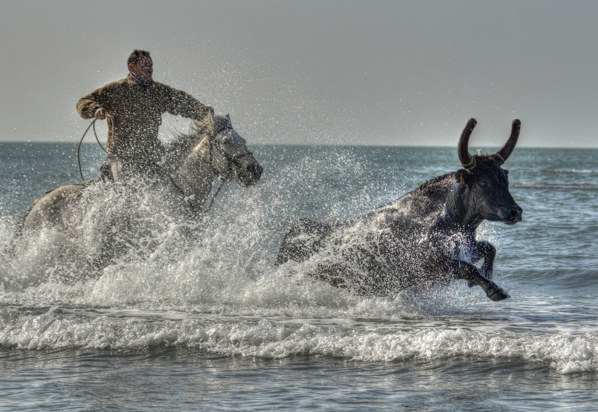 Galop De Fête Sur La Plage Du Grau Du Roi