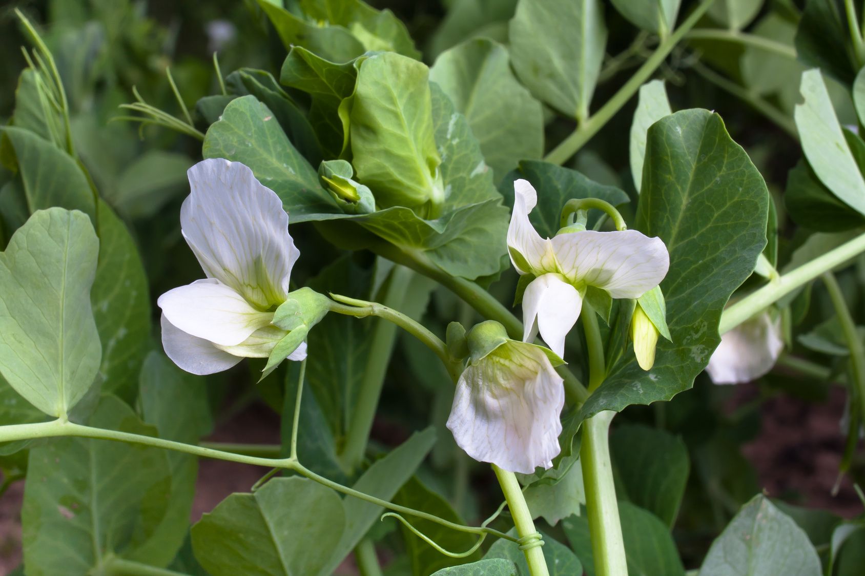 Pois potager, un légume très populaire au jardin