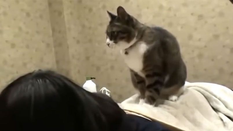 La Nouvelle Tendance Au Japon Un Massage Effectue Par Un Chat