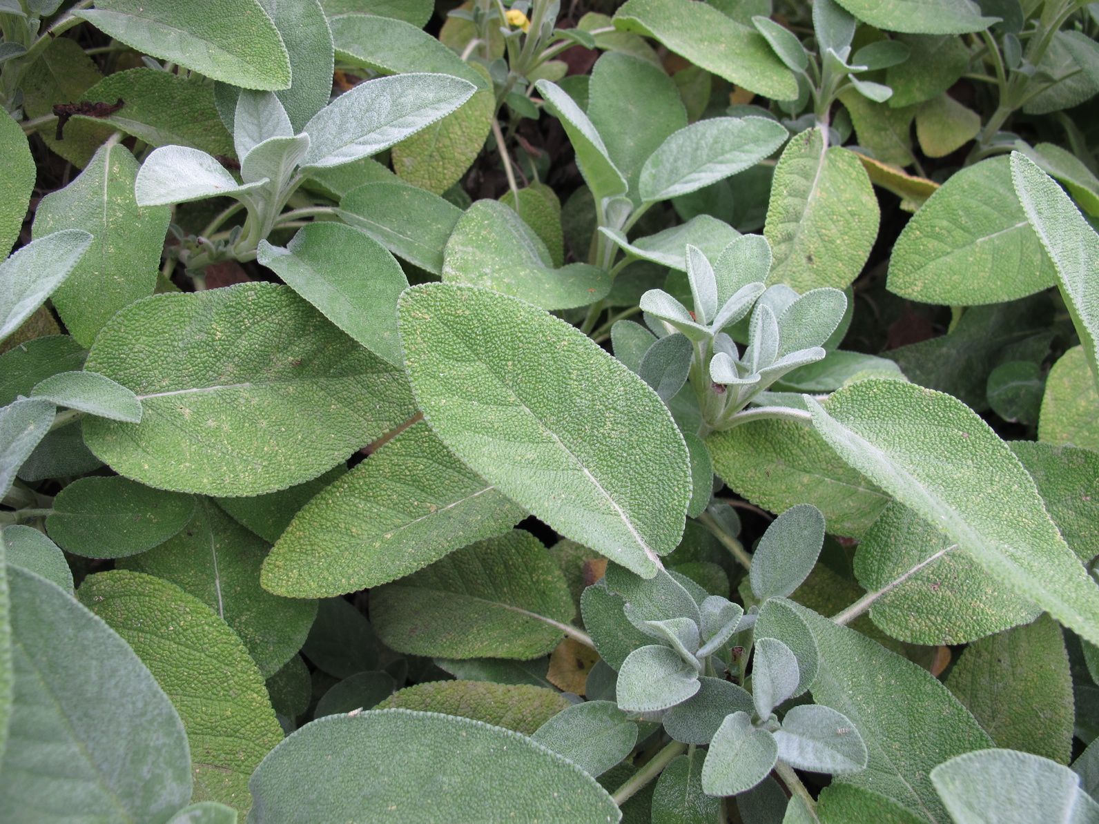 Définition  Sauge officinale - Salvia officinalis