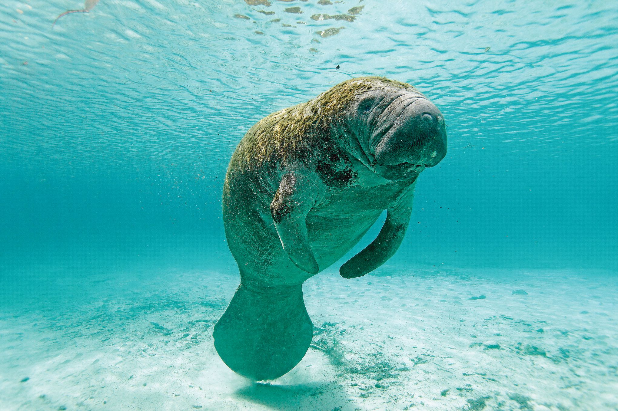 Est Ce Que Sirene Aide Existe Vraiment Chez les sirènes, la vie est vache