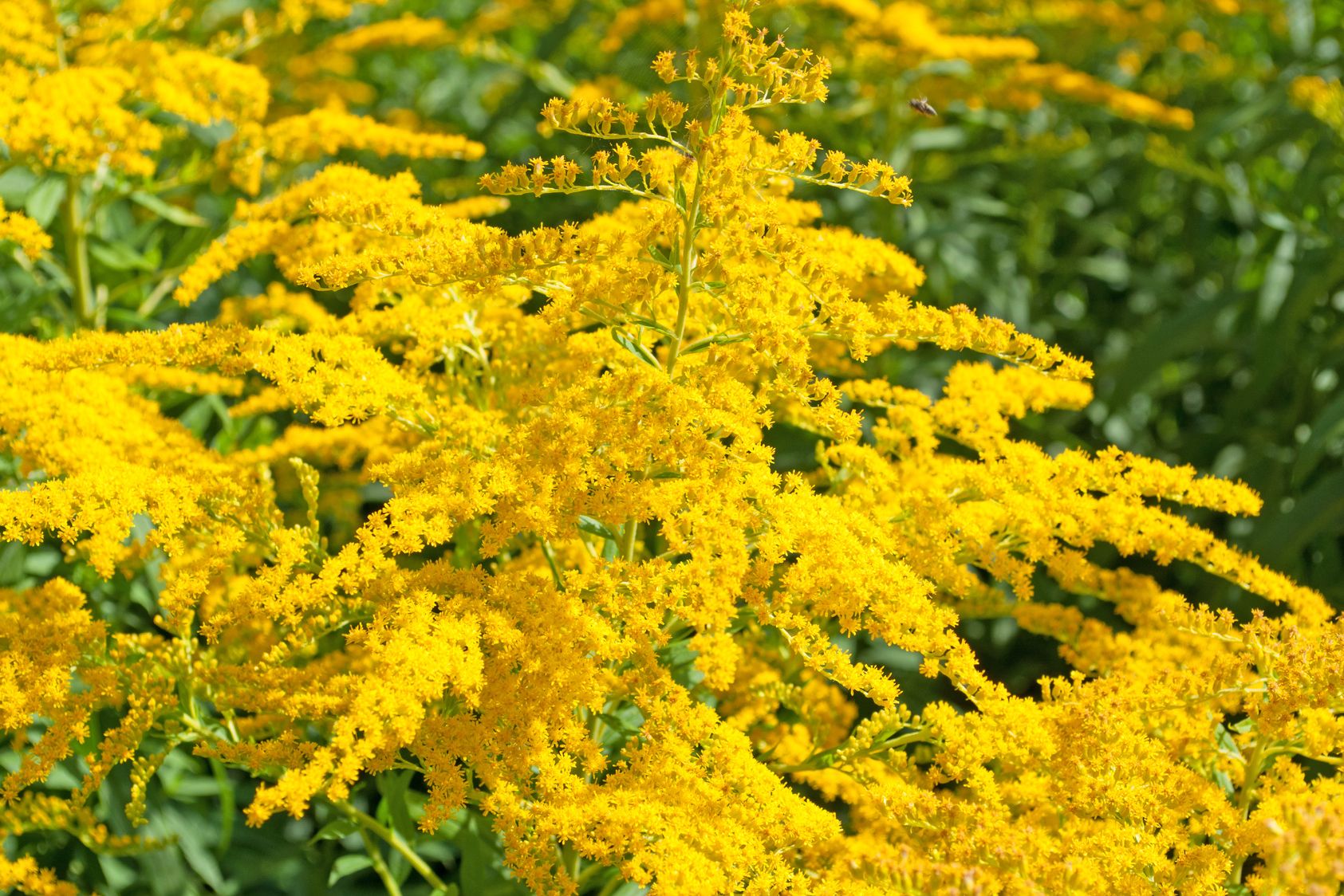 Solidage du Canada, Verge d'or du Canada, Solidago canadensis : planter,  cultiver, multiplier