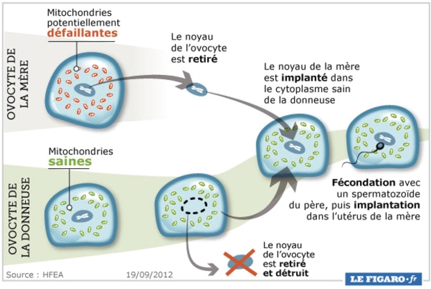 Naissance Du Premier Bebe Ne De 3 Parents