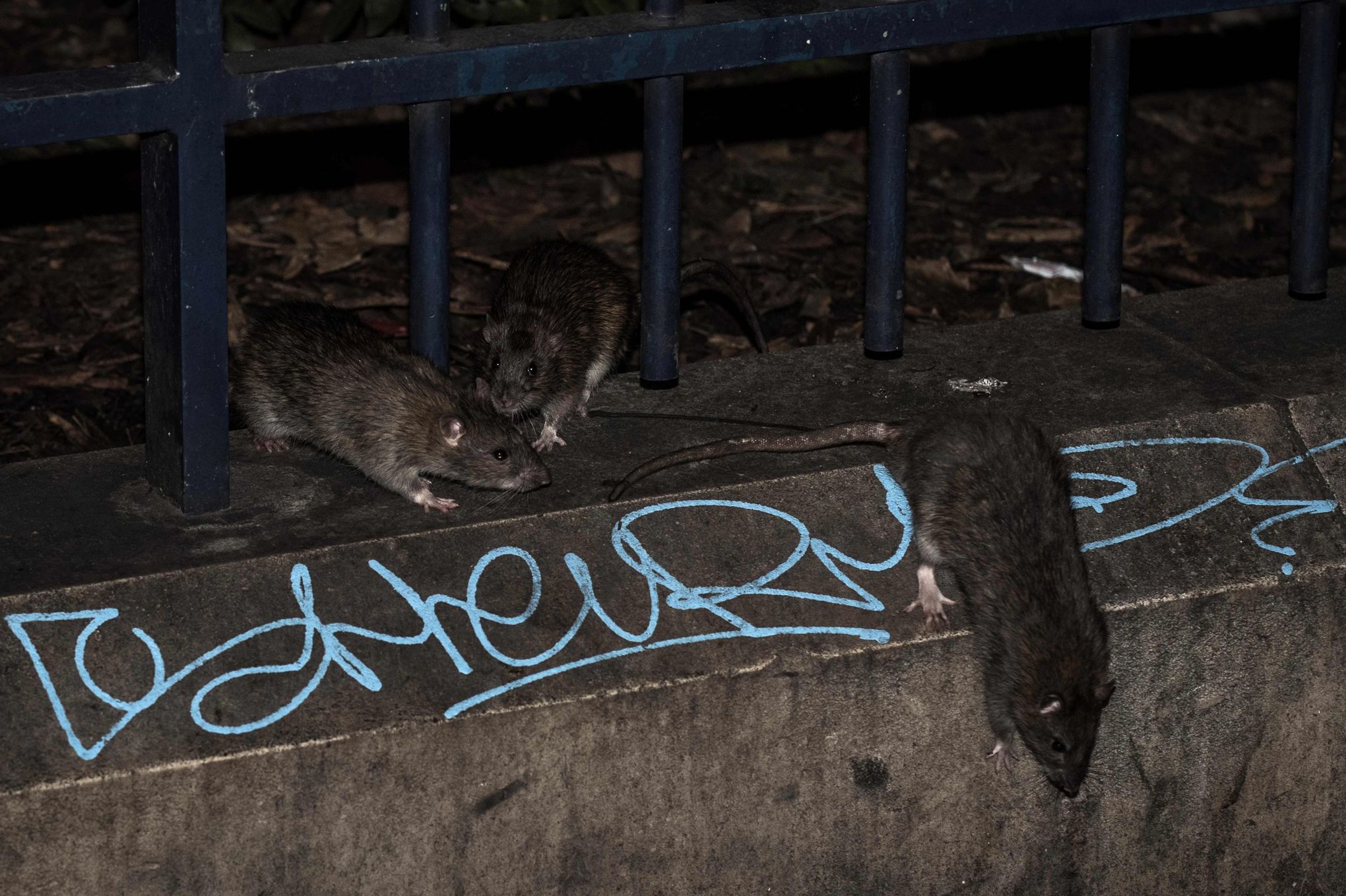 Comment se protéger des rats attirés dans jardins, maisons, appartements