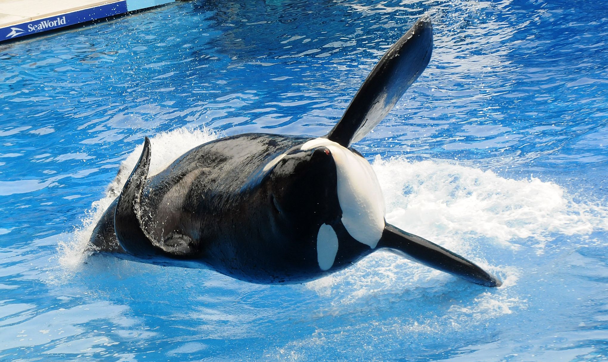 Orque Tilikum Tué Sa Dresseuse Video La célèbre «orque tueuse» Tilikum est morte