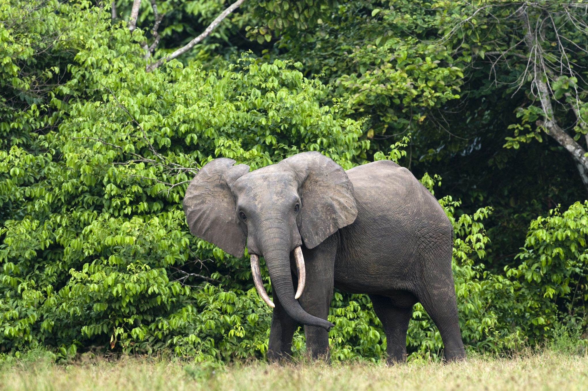 Sorte D éléphant De L ère Glaciaire L'éléphant géant d'Europe, un ancêtre des cousins africains