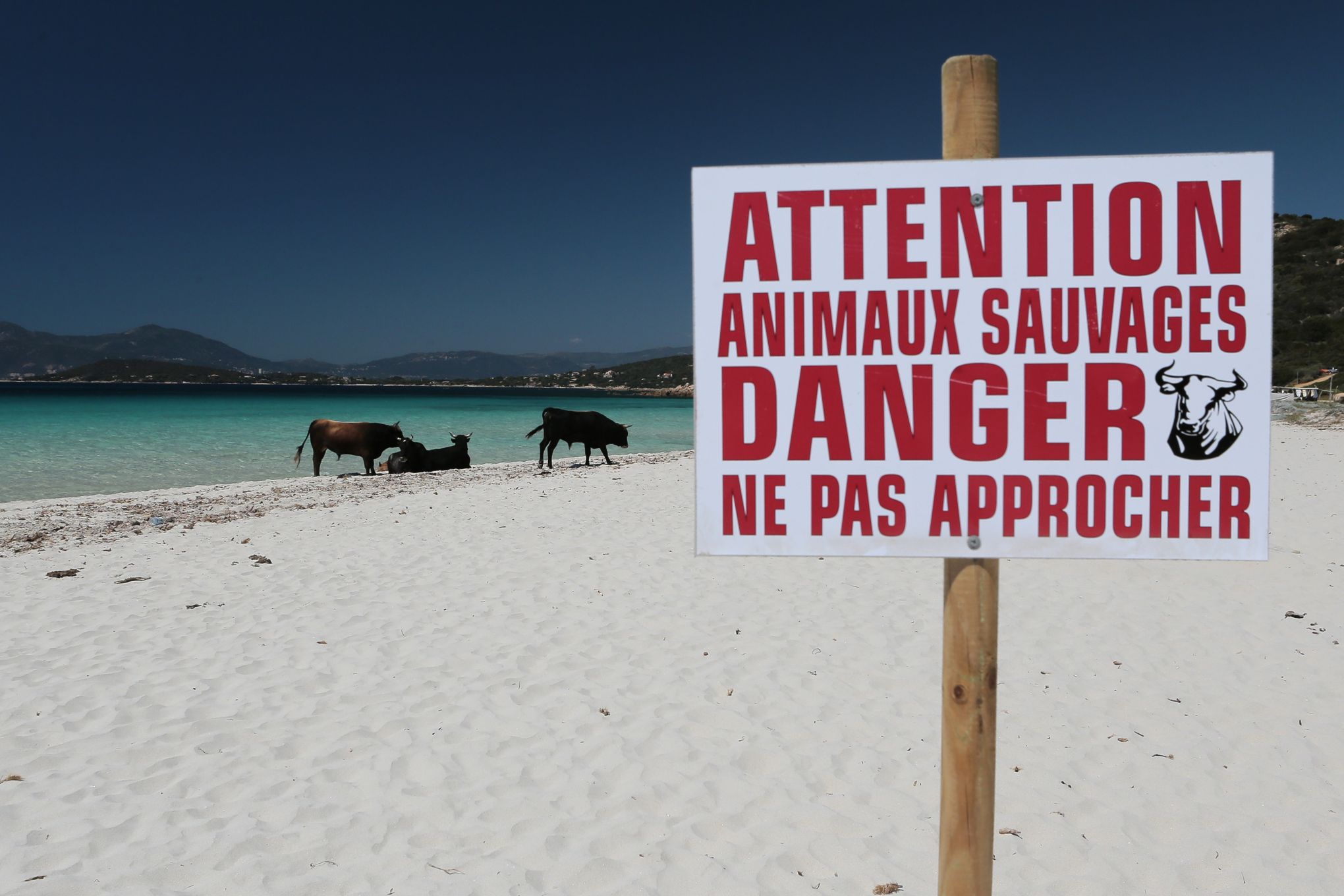 En Corse Lépineux Problème Des Vaches Se Baladant Sur Les