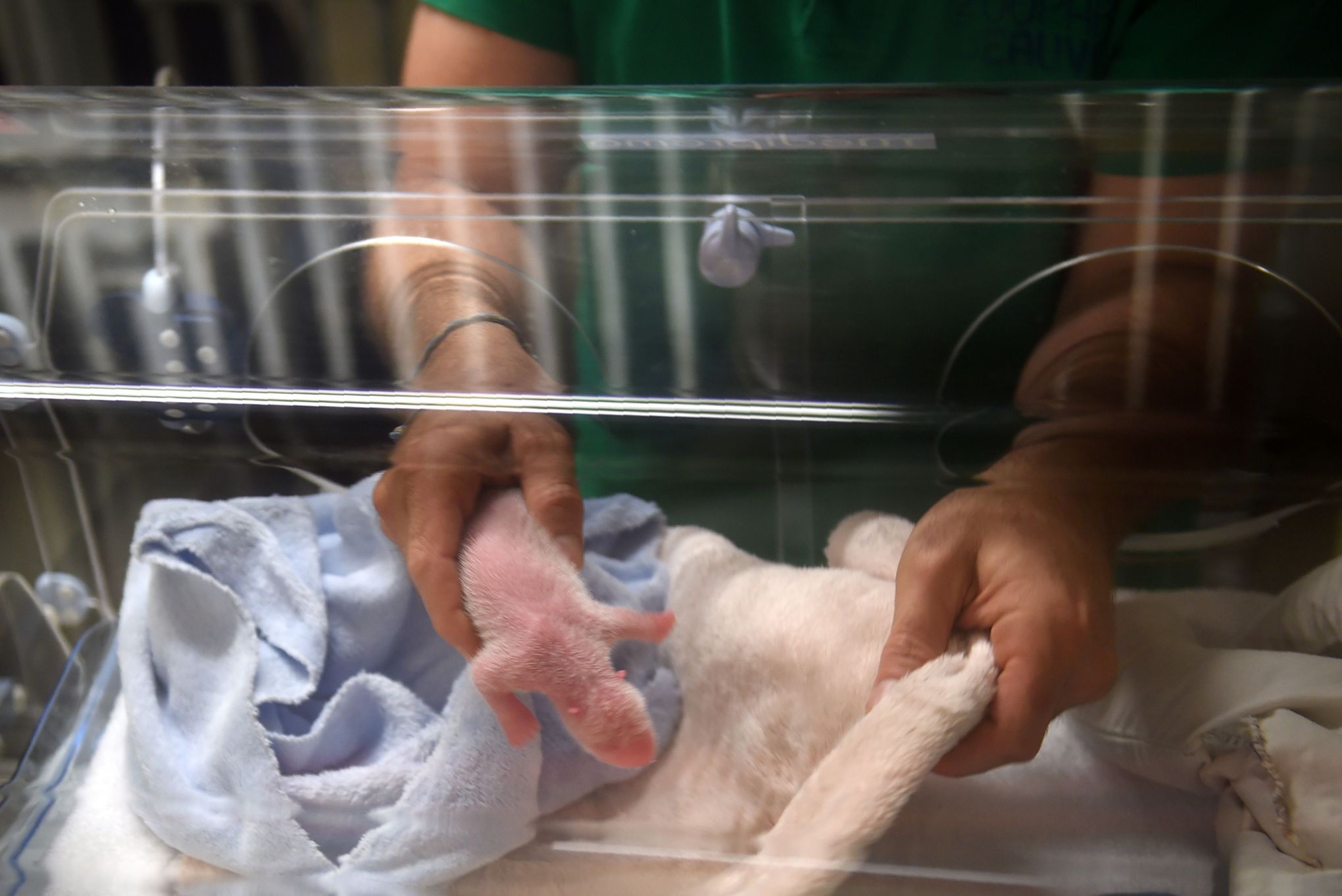 Un Seul Bebe Panda A Survecu Au Zoo De Beauval