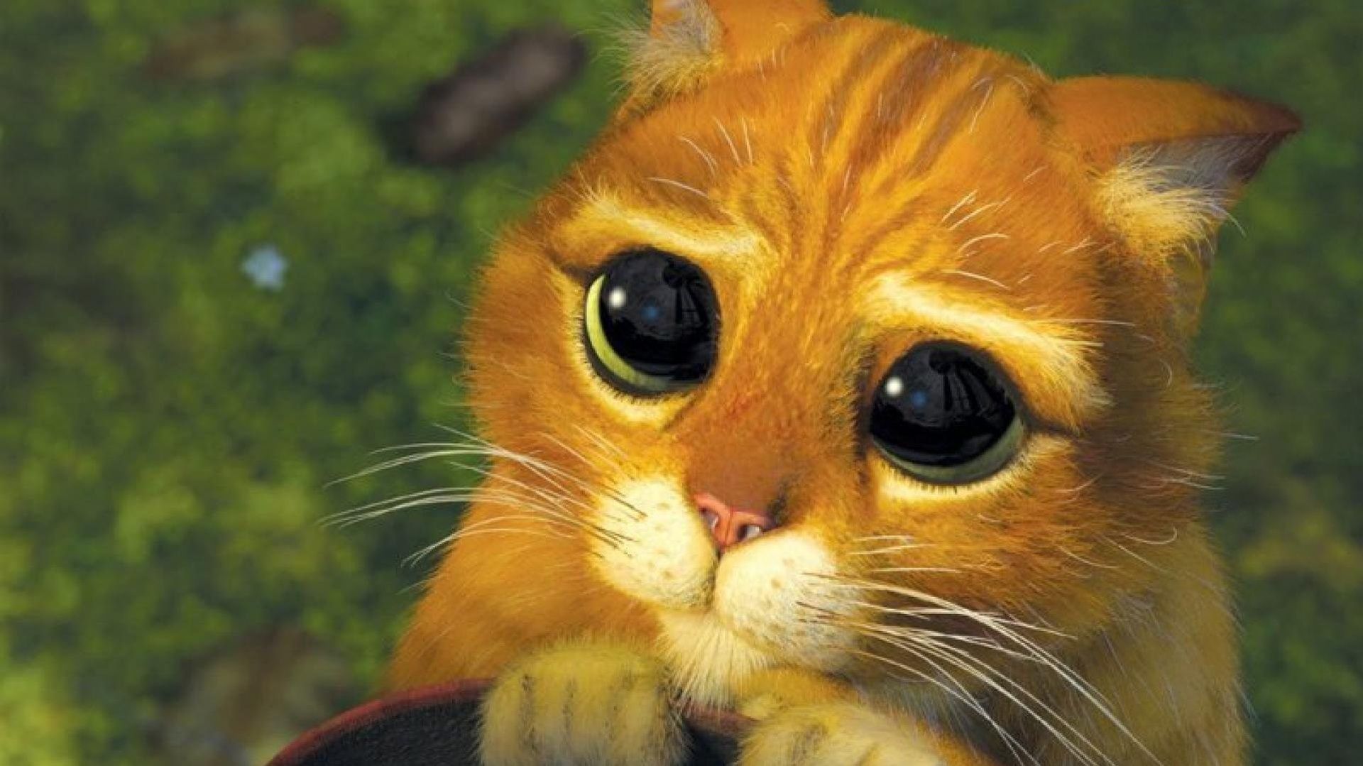 Journee Internationale Du Chat Cette Star De Cinema Irresistible