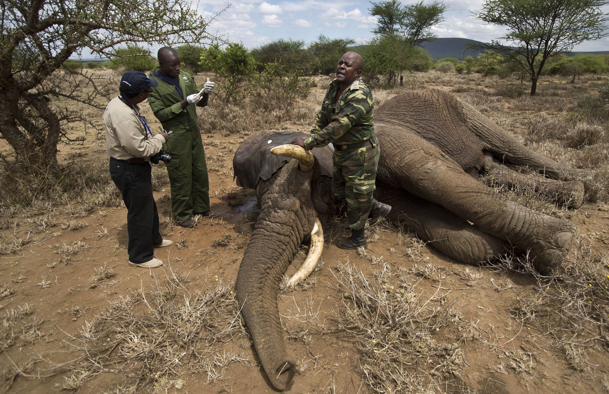 Braconnage Et Trafics Mettent En Danger Les Espèces Protégées