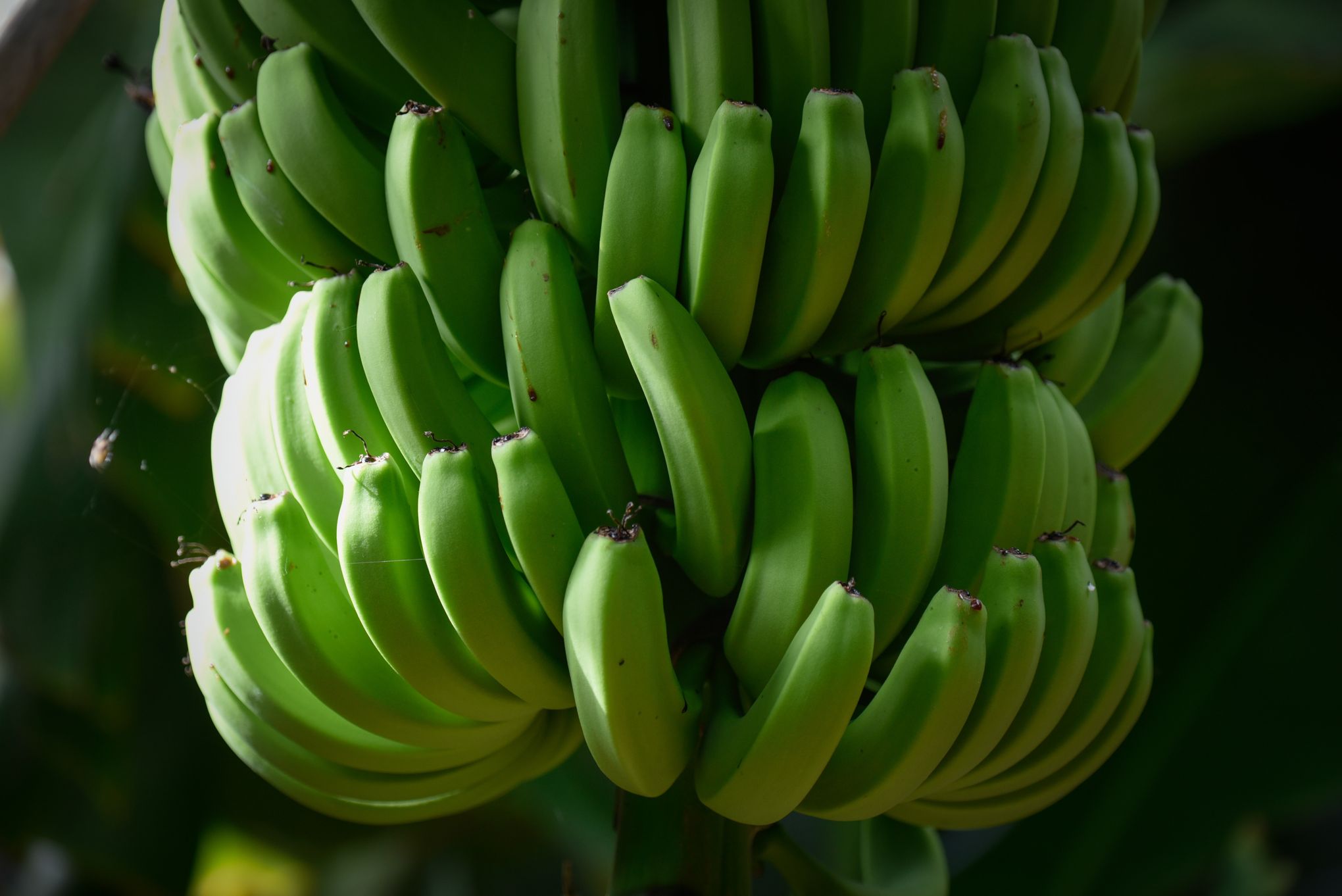 La banane la plus répandue menacée de disparition par un champignon - Le  Parisien
