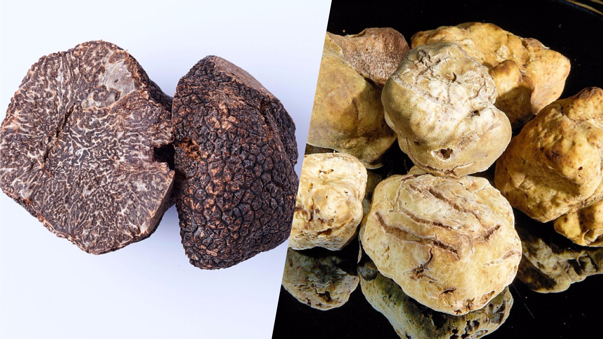 Truffe noire vs truffe blanche d'Alba : les diamants du terroir