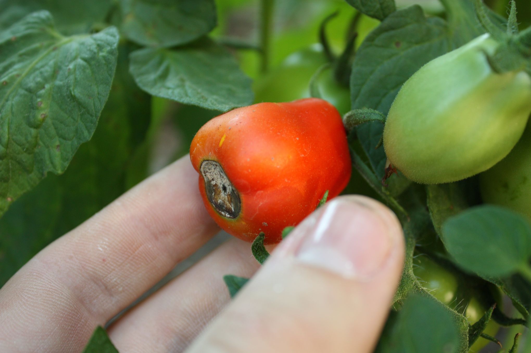 Comment Empecher Les Tomates D Avoir Le Cul Noir