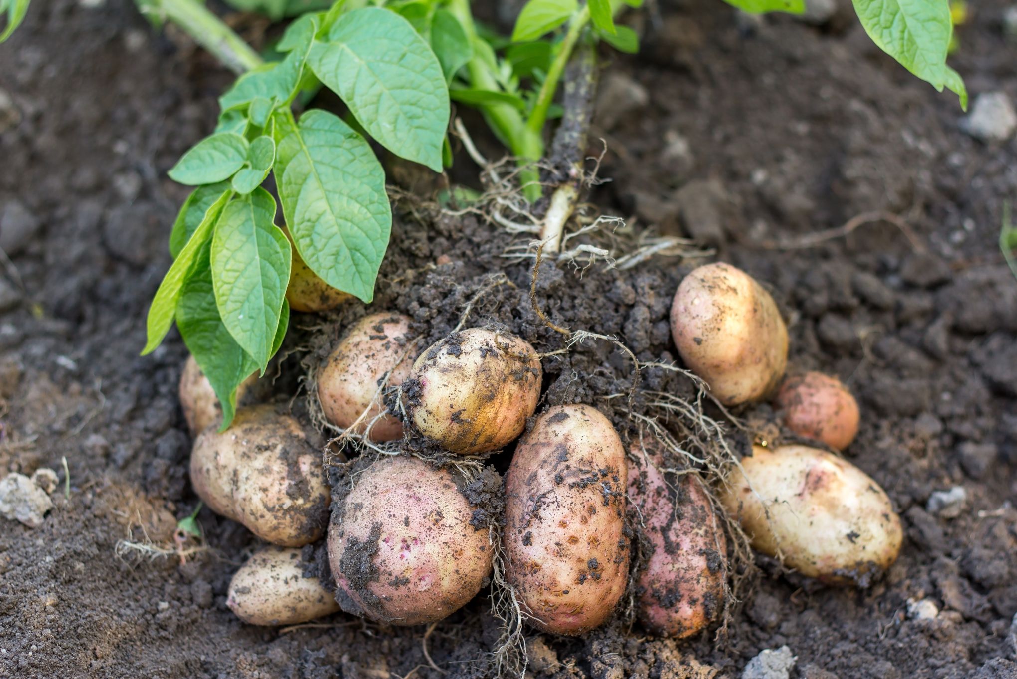 Quand Planter La Pomme De Terre La Pomme De Terre