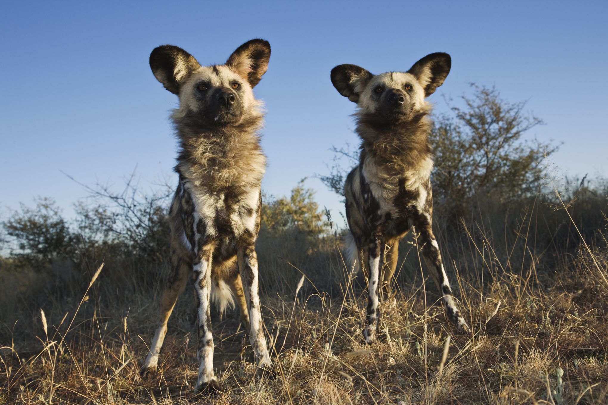 Climat La Moitié Des Animaux Et Des Plantes Pourraient