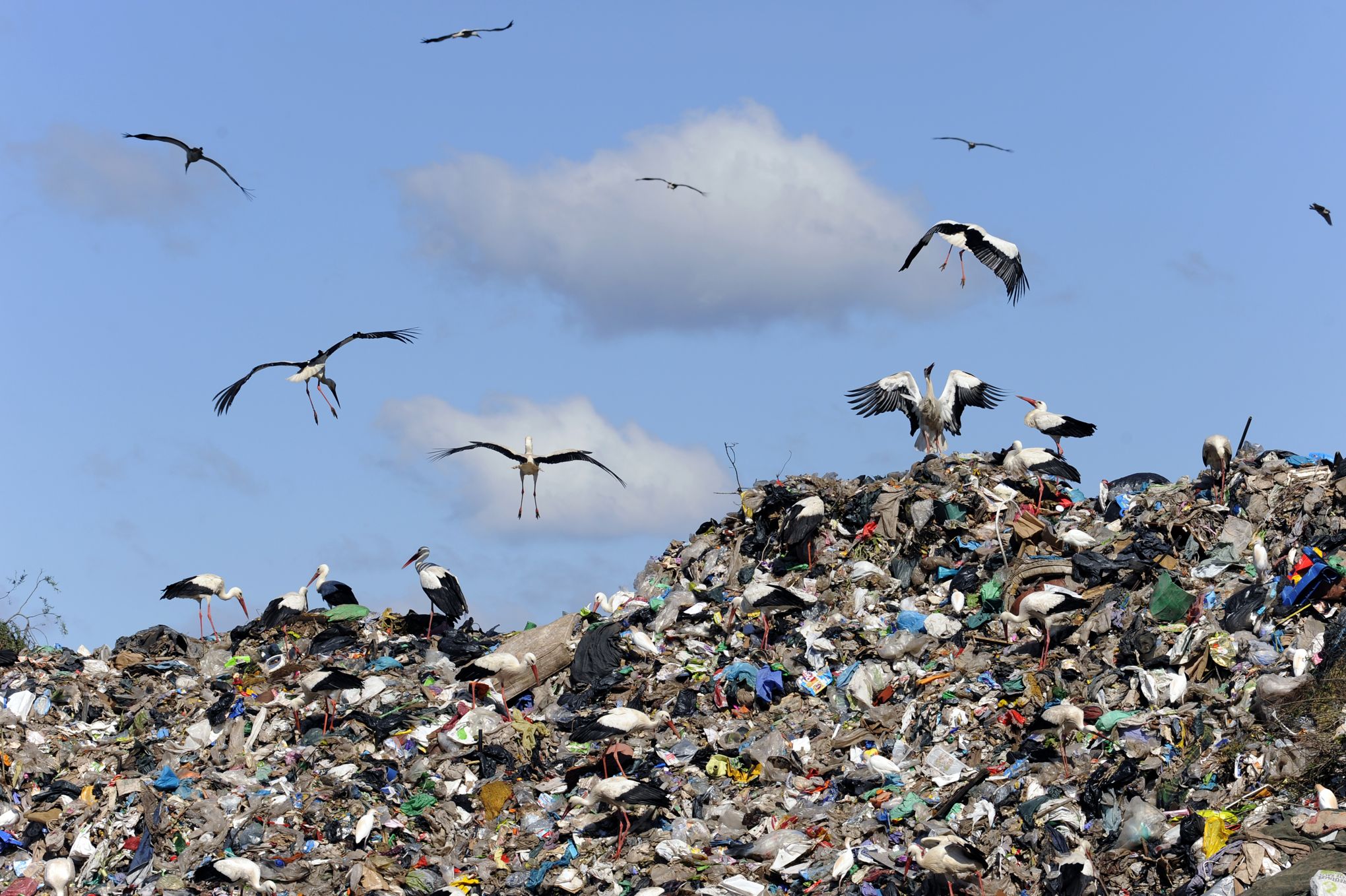 Pollution : une cigogne, piégée par nos déchets, a pu être sauvée