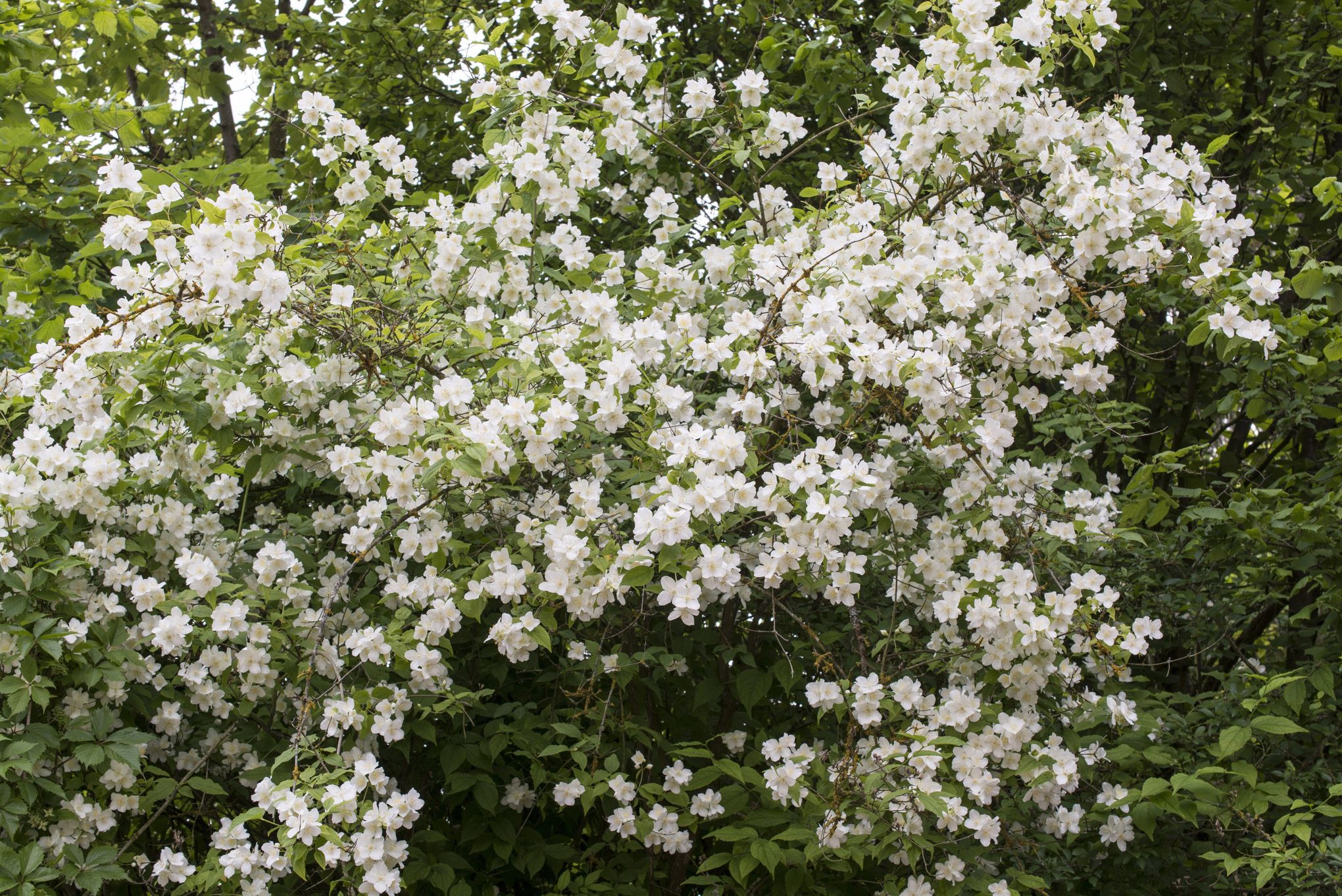 Délicieusement Parfumé Le Seringat Fleurit En Ce Moment