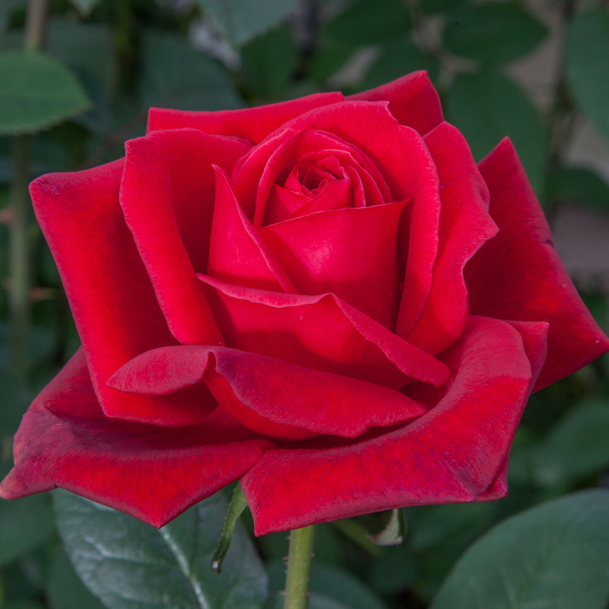 rosiers meilland parfumés
