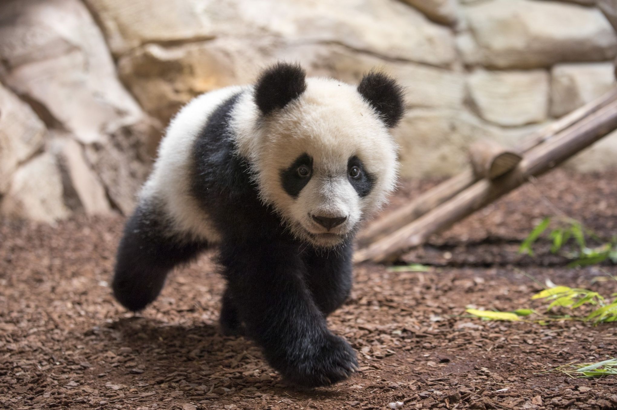 Le Bebe Panda Du Zoo De Beauval A 1 An Et Il Pese Deja 30 Kg