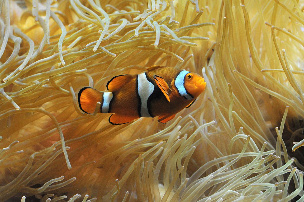 Sur la côte varoise, les poissons reviennent grâce aux récifs