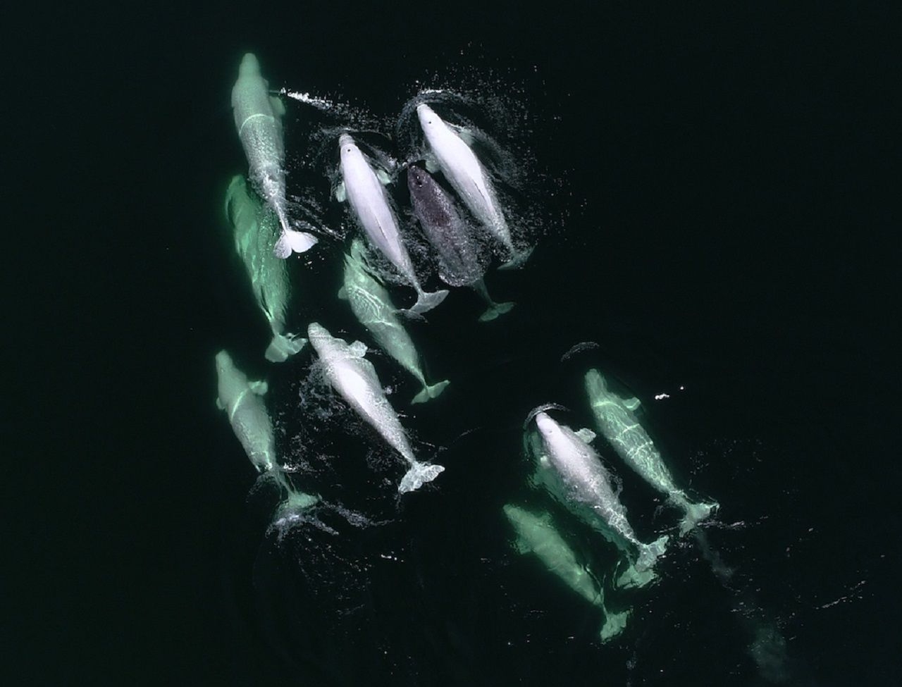 On L Appelle La Licorne Des Mers Les images exceptionnelles d'une licorne des mers adoptée par des bélugas