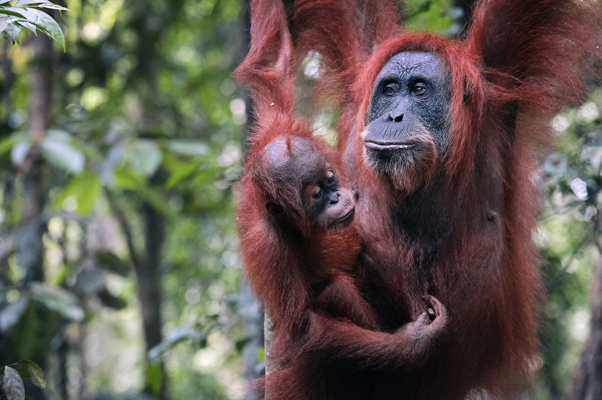 60 Des Animaux Sauvages Ont Disparu En Quarante Quatre Ans - 