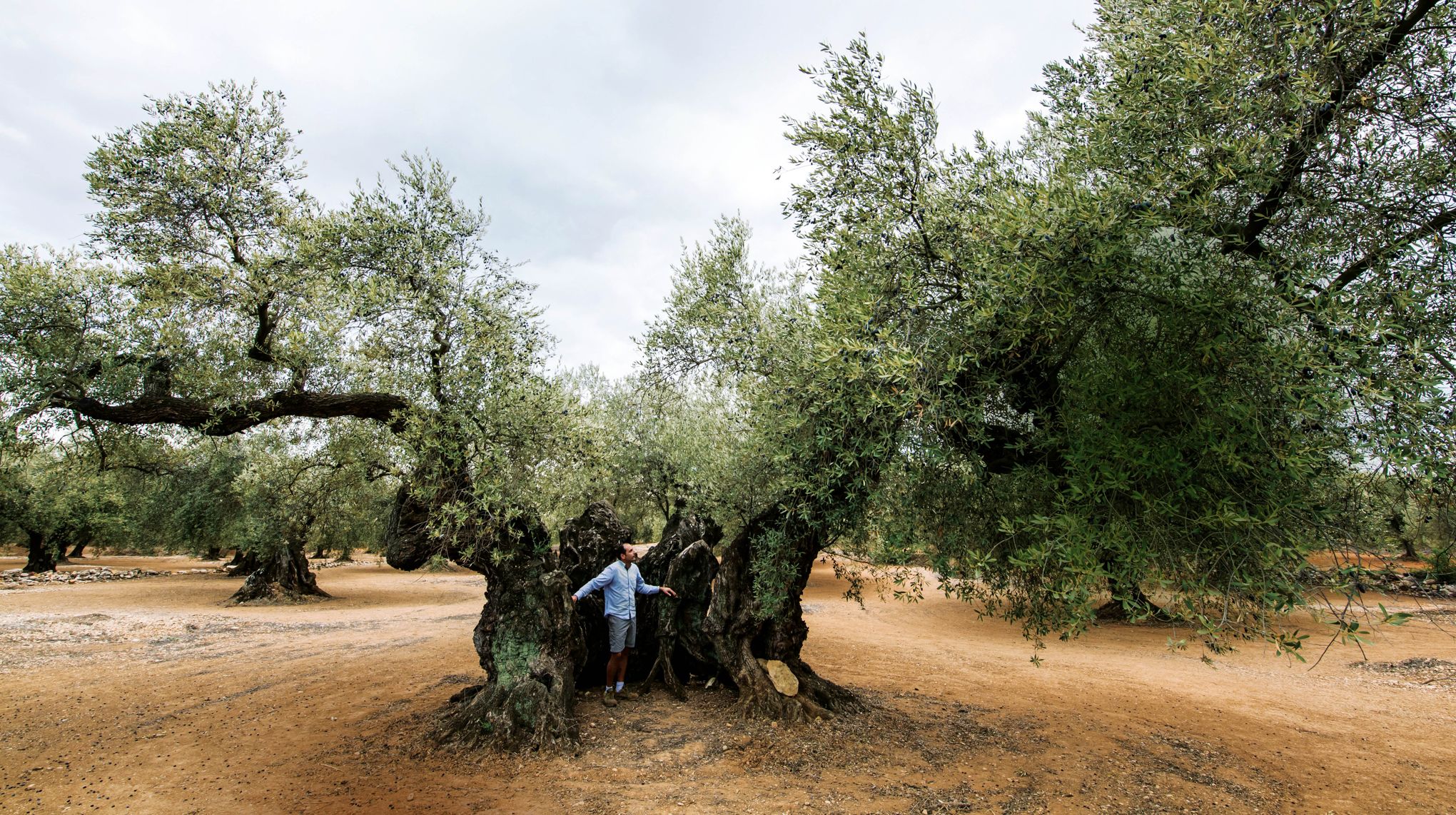 En Espagne Le Sauveteur Des Oliviers Millenaires