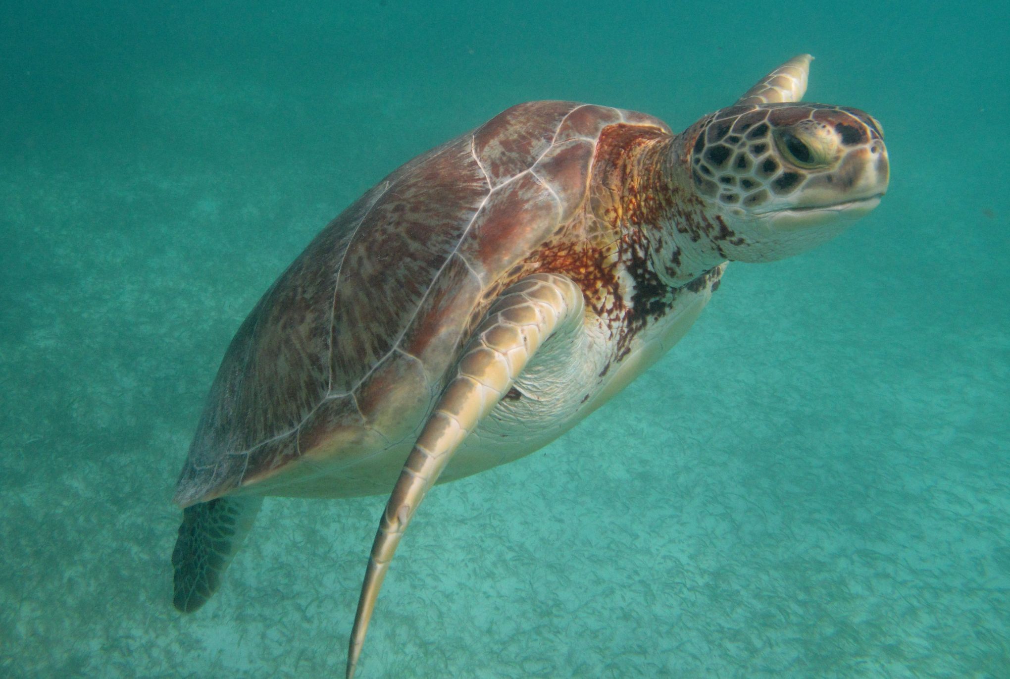 Rechauffement Les Tortues Marines Se Feminisent