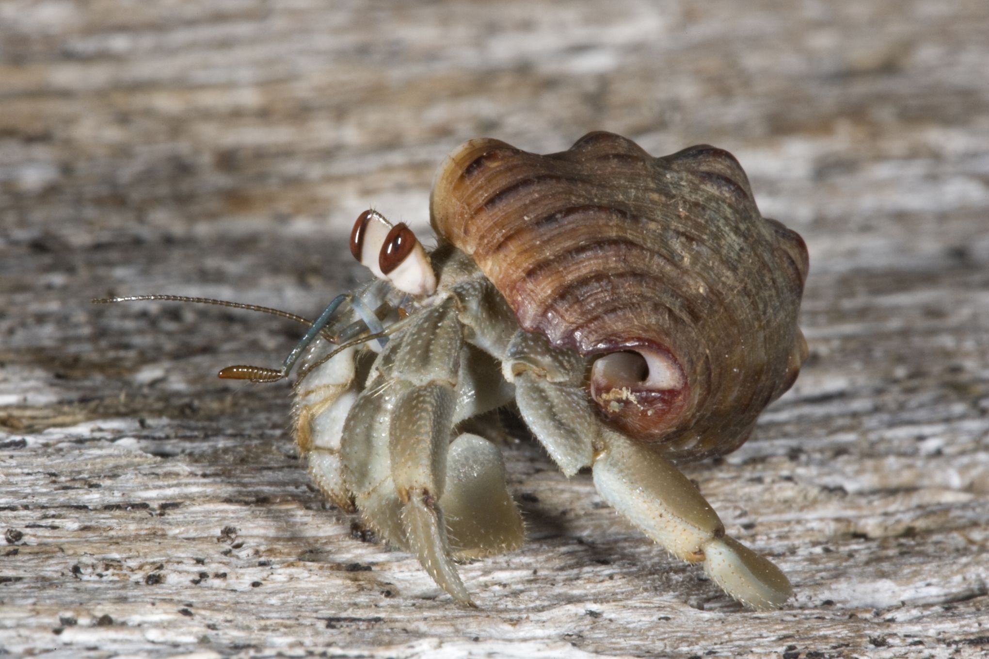 Pourquoi Les Bernard L hermite Ne Trouve Plus De Coquille Schéma Chez les bernard-l'ermite, la taille du sexe compte aussi