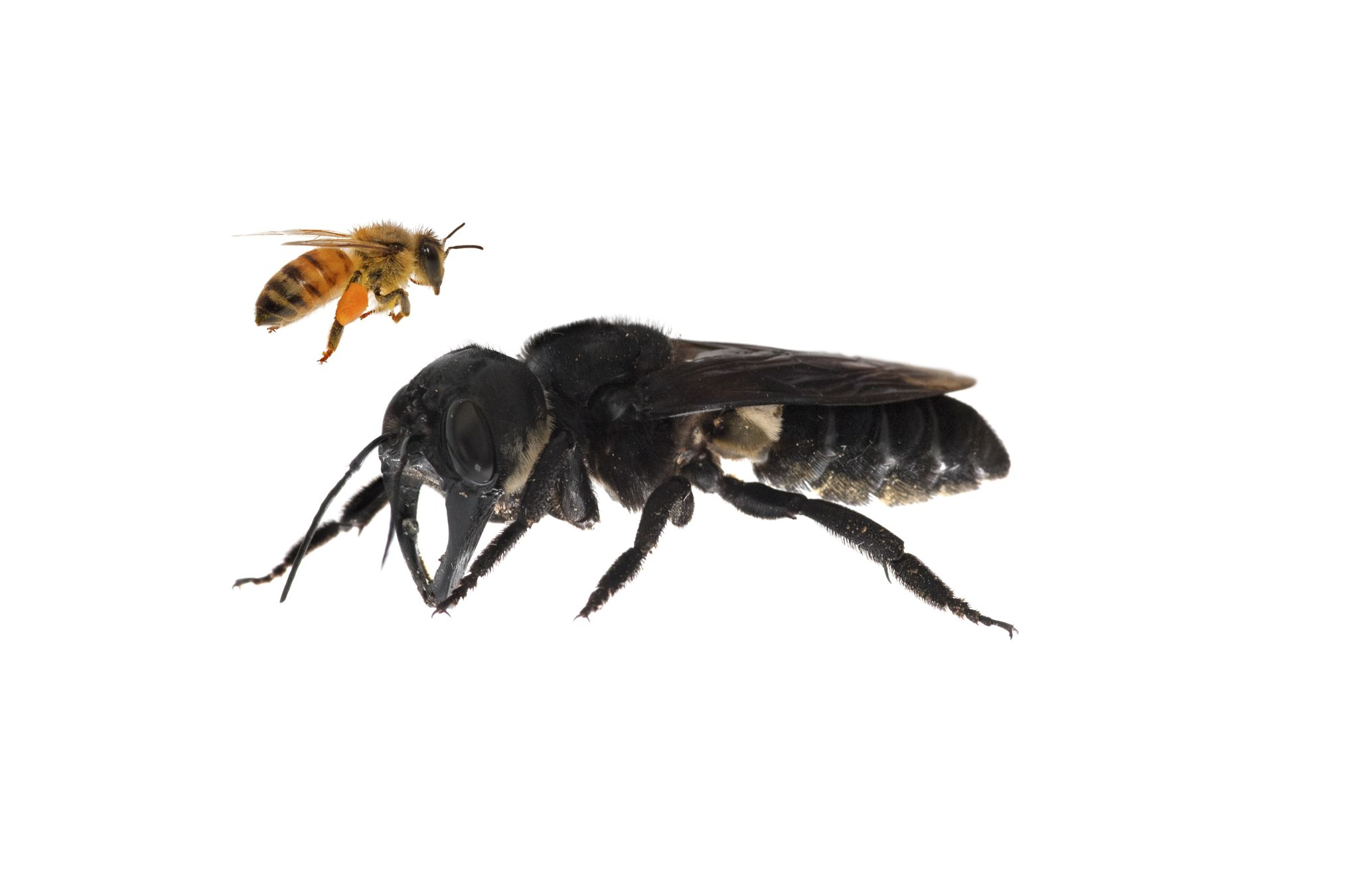 A Quoi Servent Les Frelons Asiatiques Image de Nid: Un Nid De Guepe En Anglais