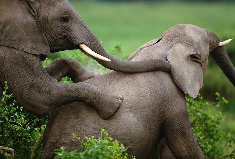Planete Animale Les Jeux De L Amour Les codes de l'amour chez les animaux
