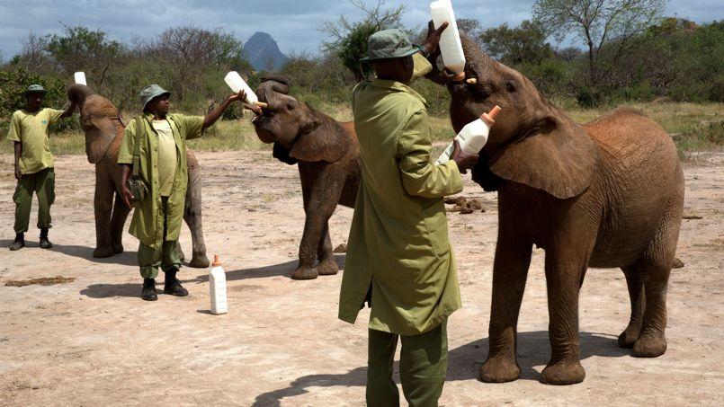 Chaise Installer Sur Un éléphant En Asie