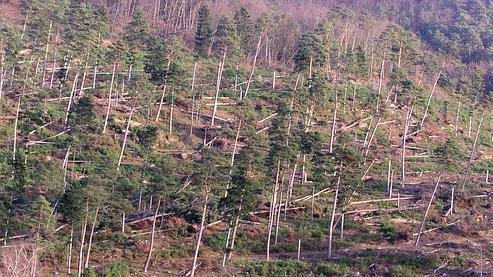 Vingt ans après les tempêtes de 1999, la filière forêt-bois s'organise face  à la