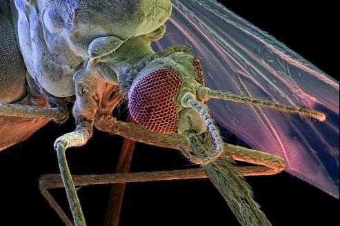 Laveran lève le mystère du paludisme